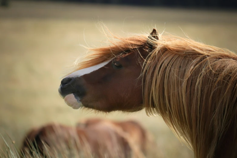 this is an image of a pony with long mane