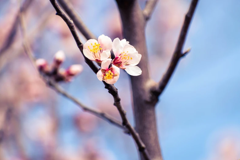 close - up po of pink flowered tree nches