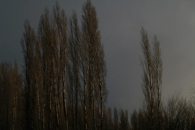 trees without leaves in an empty area on a dark and windy day