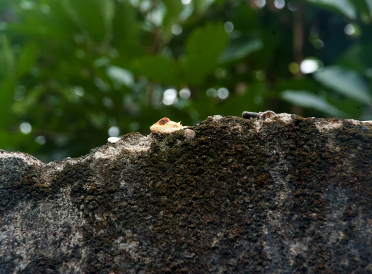 little animal is perched on a rock outside