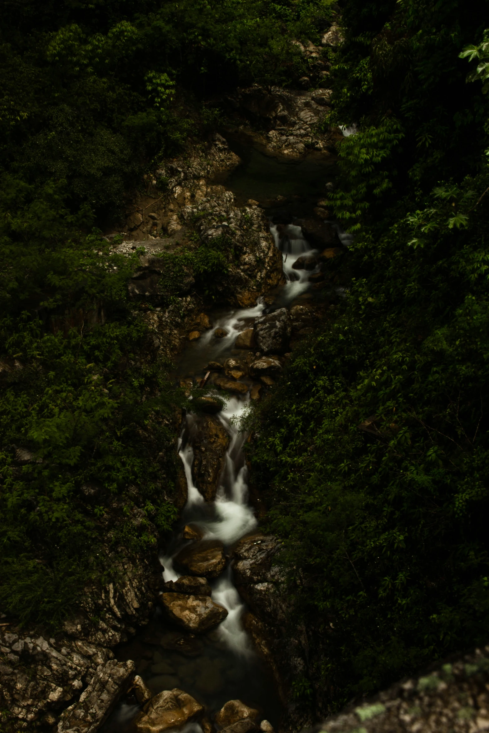 stream flowing down into forest with rocks on ground