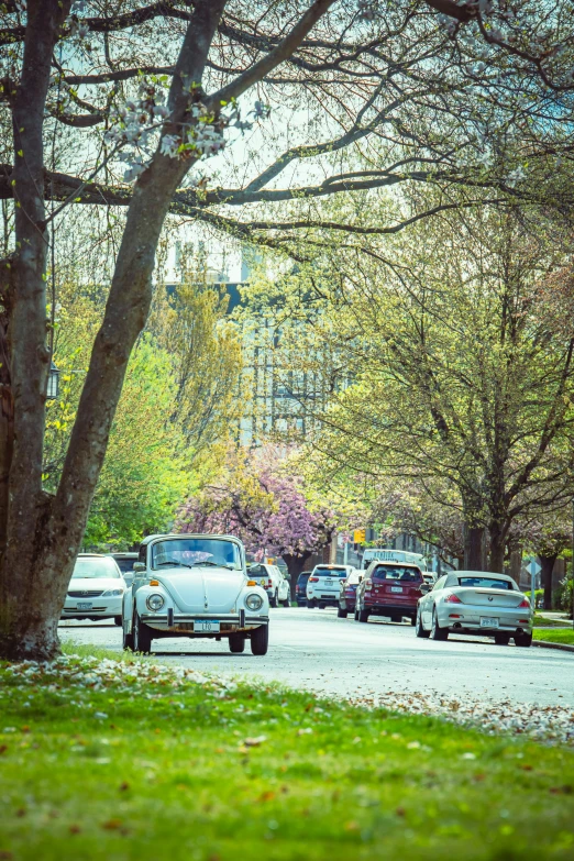 cars are traveling along the street between trees