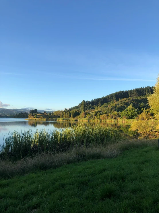 a body of water with trees, grass and bushes