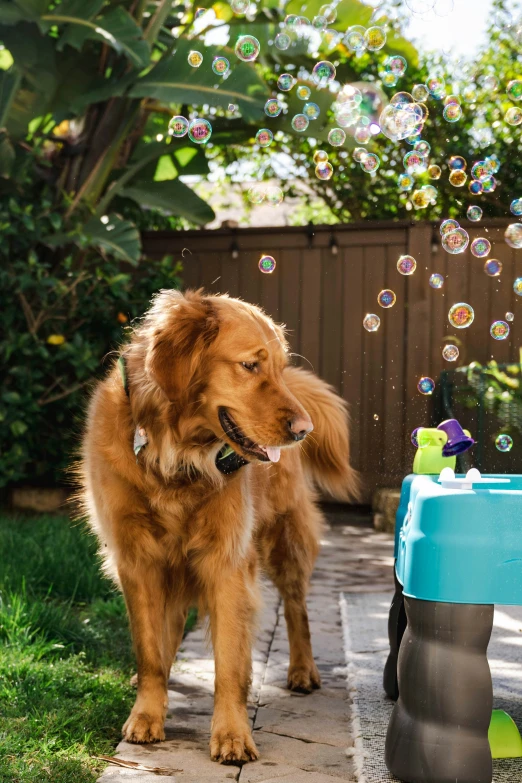 an adorable dog looks up at bubbles in the air