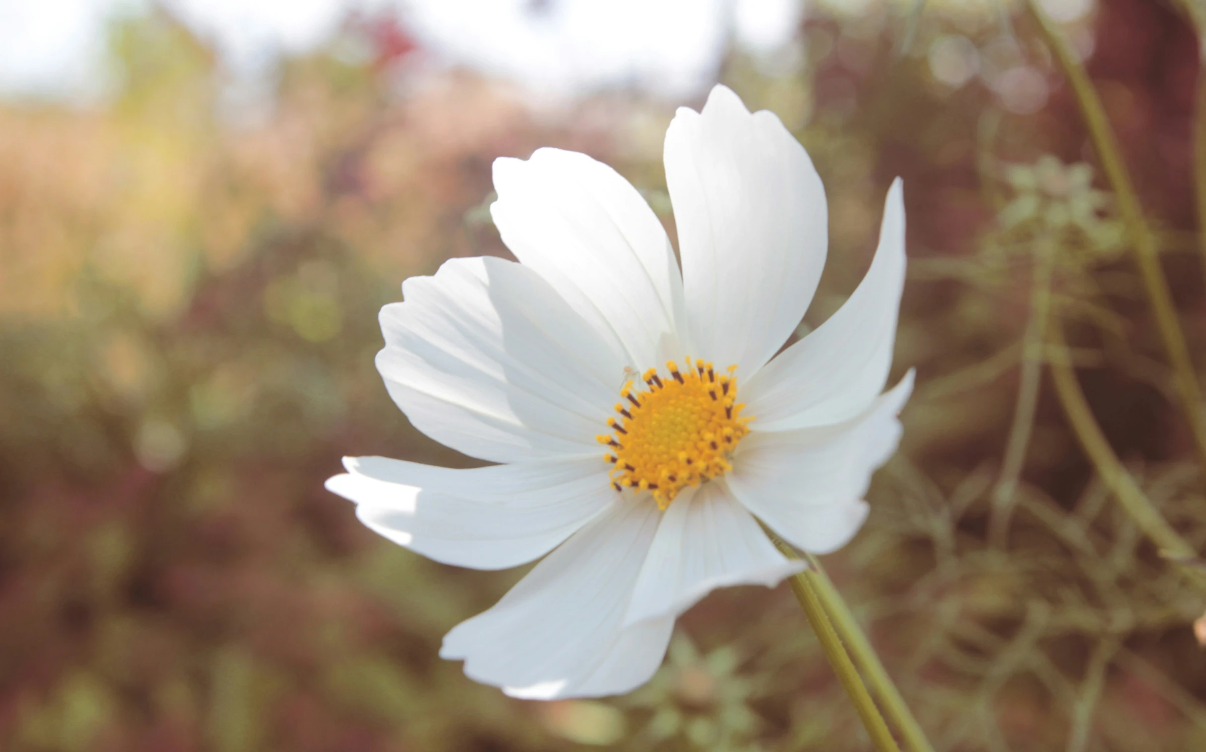 a white and yellow flower with greenery in the background