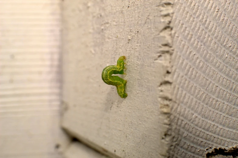 an image of a very green letter on the wall