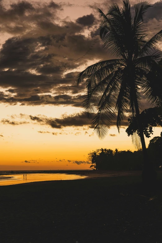 the sun setting on a tropical beach next to a palm tree