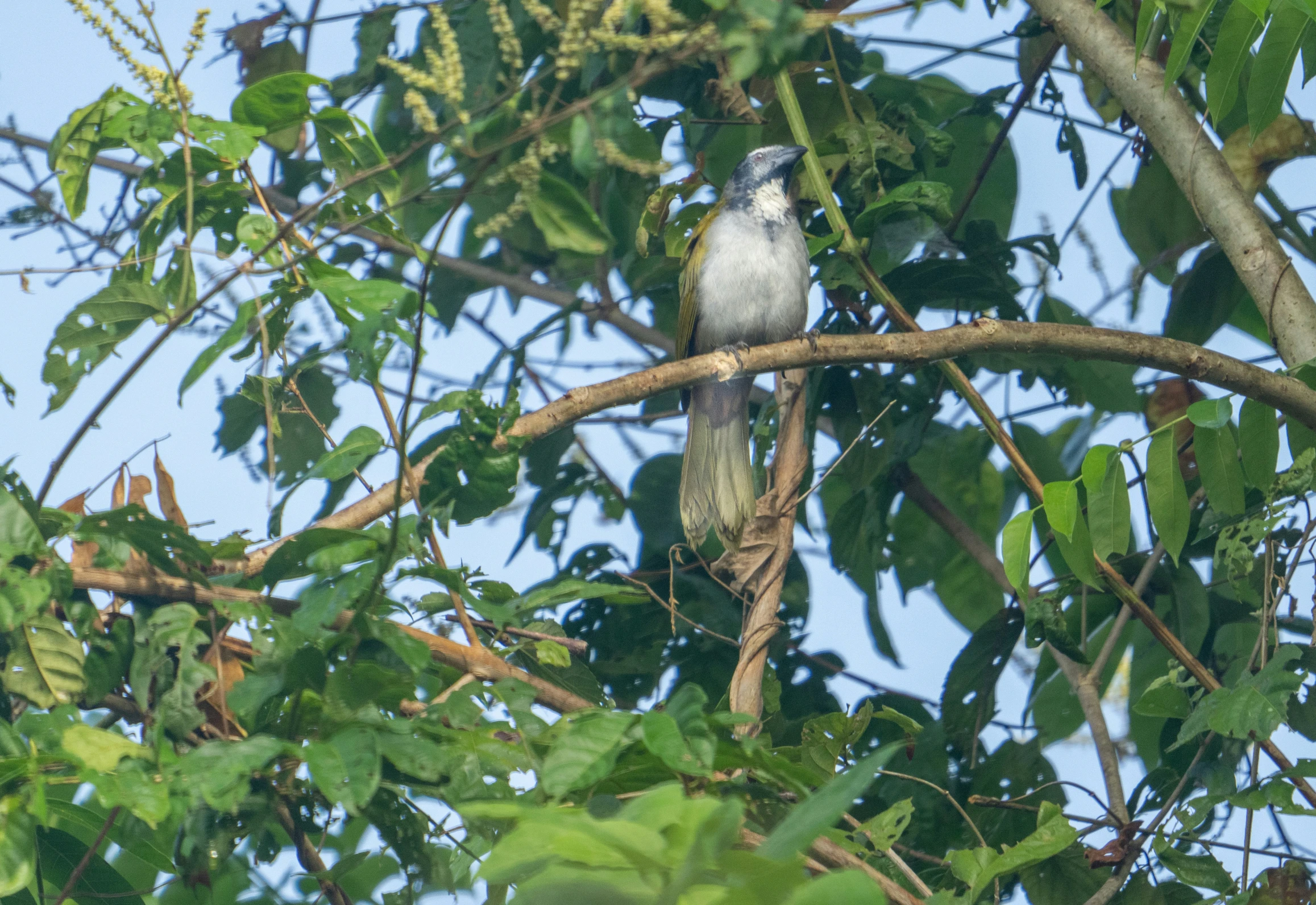 there is a bird sitting in the tree nch