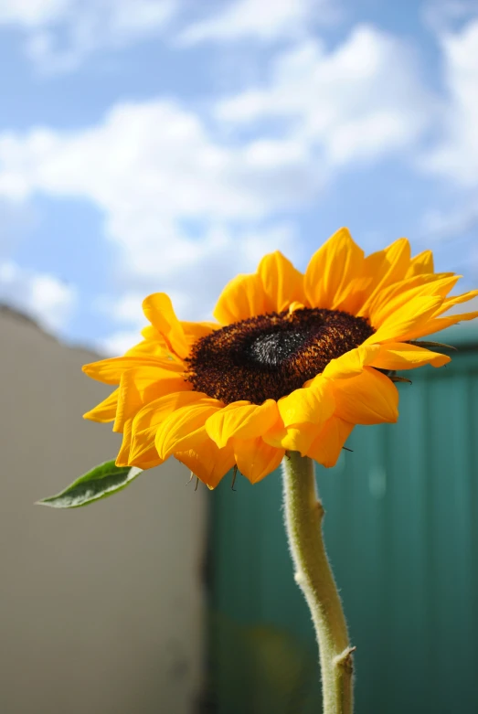 a sunflower with a blue sky and clouds in the background