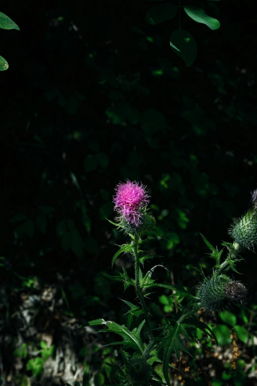 a purple thistle flower in the midst of some green leaves