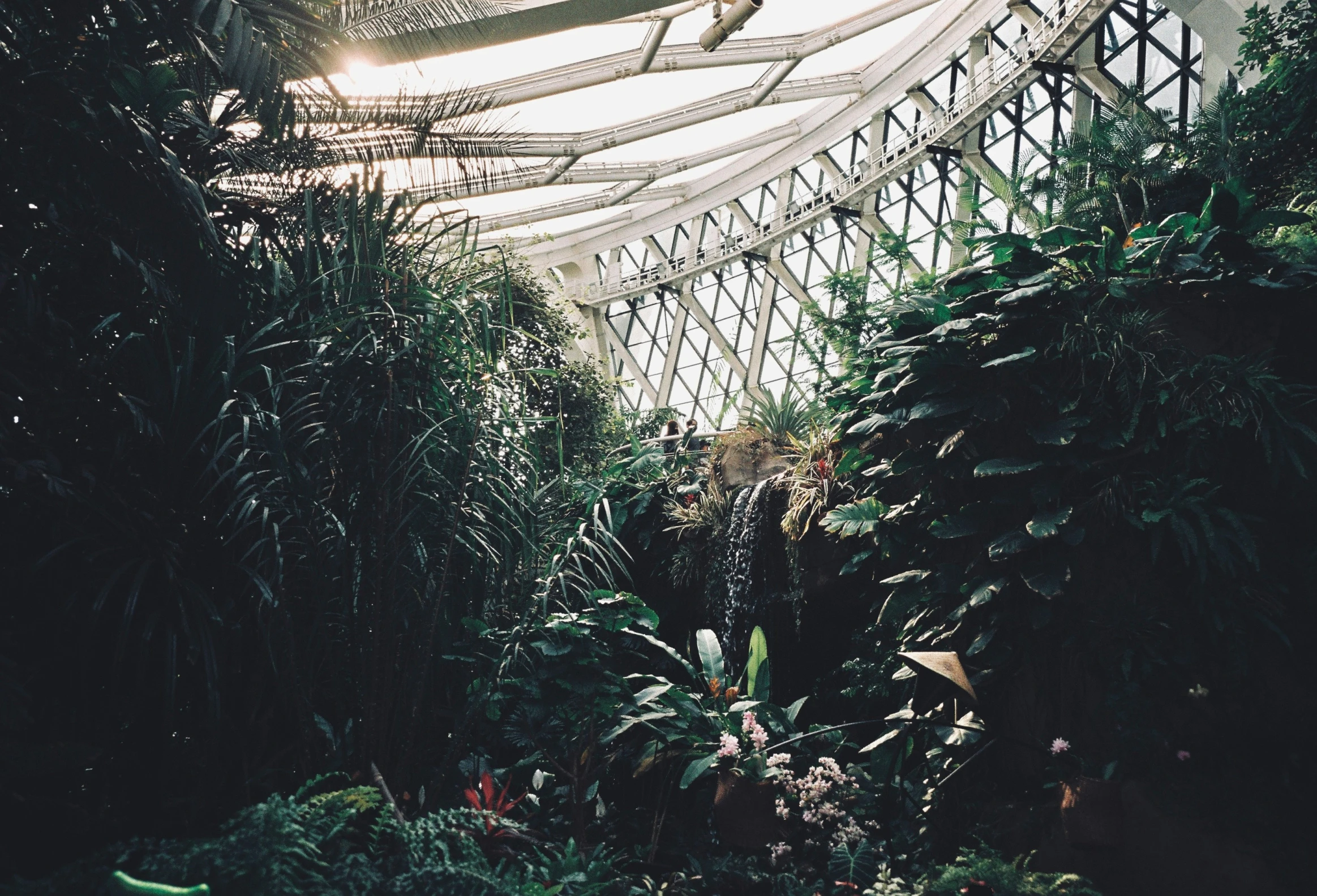 inside a garden area with vegetation, plants and an umbrella