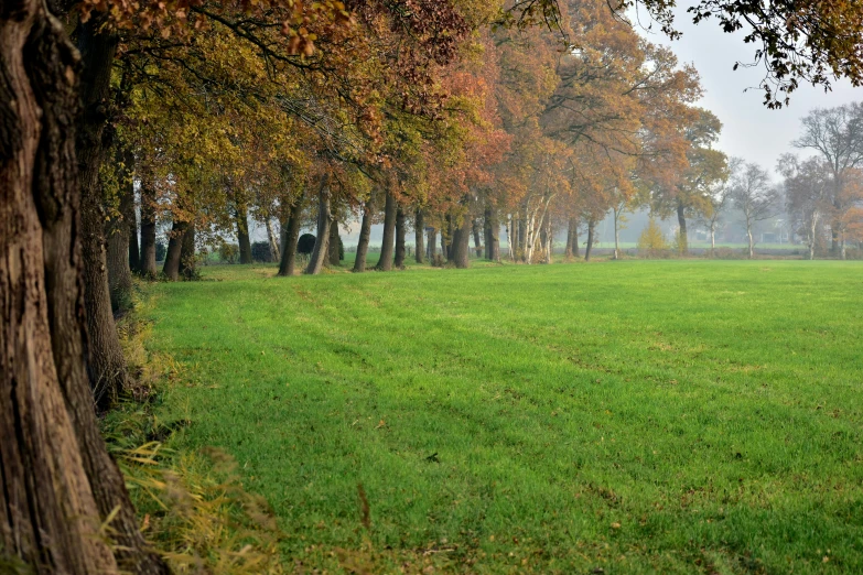 the green grass is next to a field