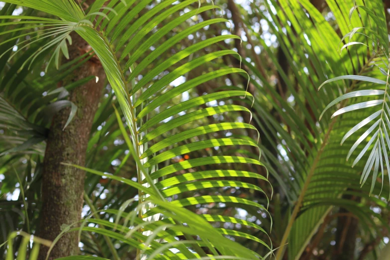 the underside of green leaves of a tree