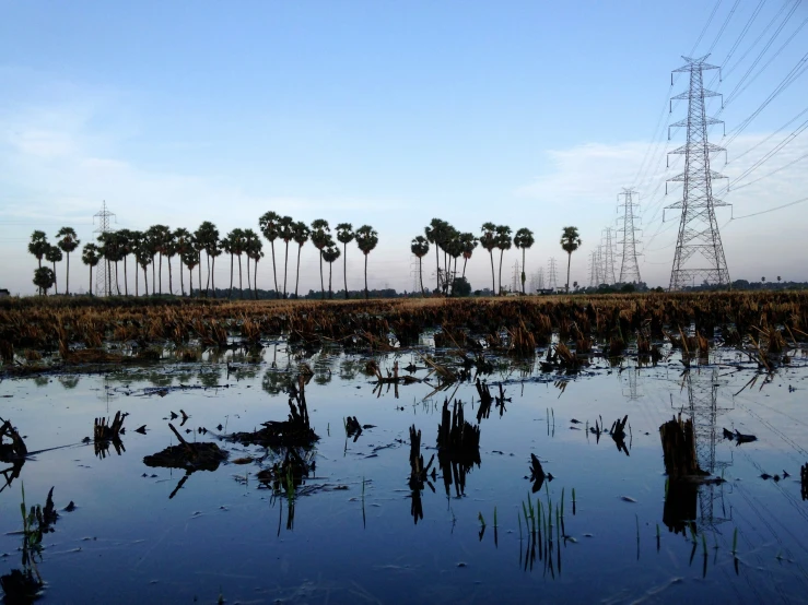 palm trees on either side of a lake and electrical towers in the distance