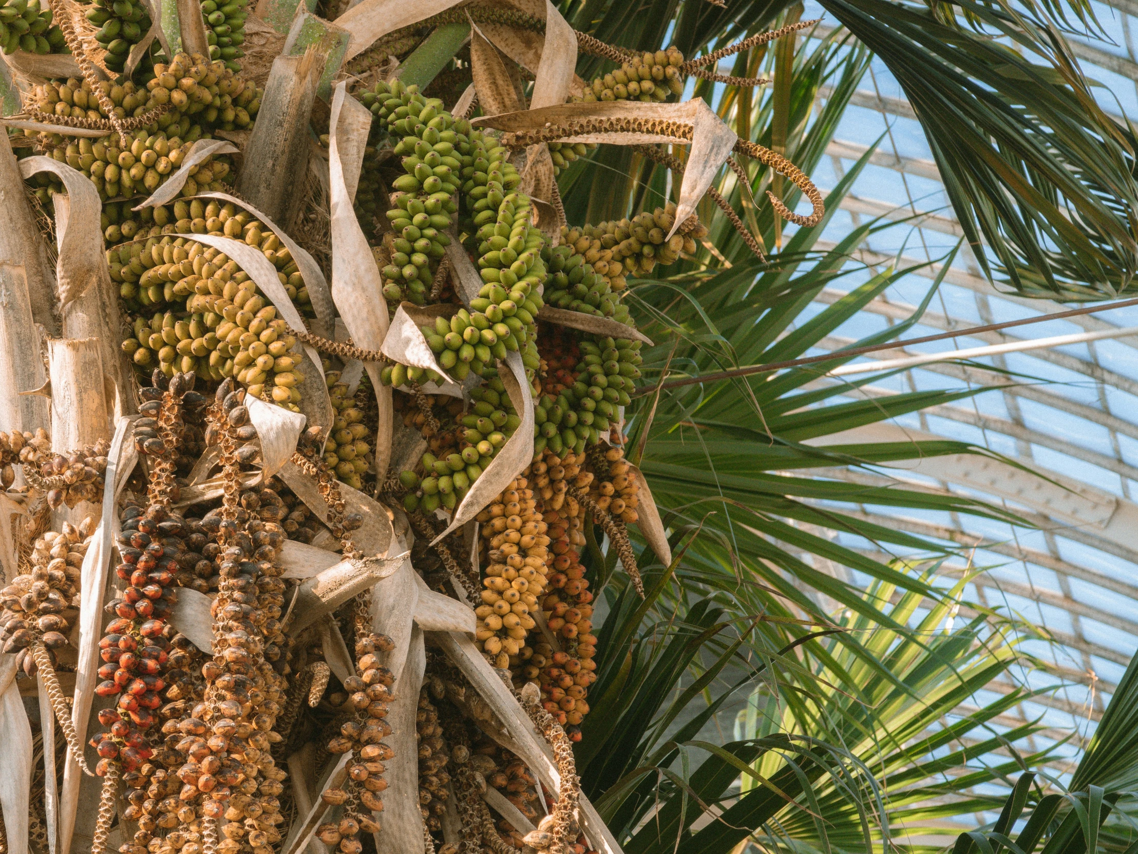 palm trees with multiple bunches of fruit hanging from them