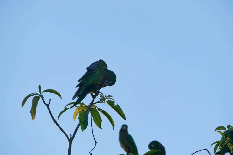 a green and yellow bird perched on a tree nch