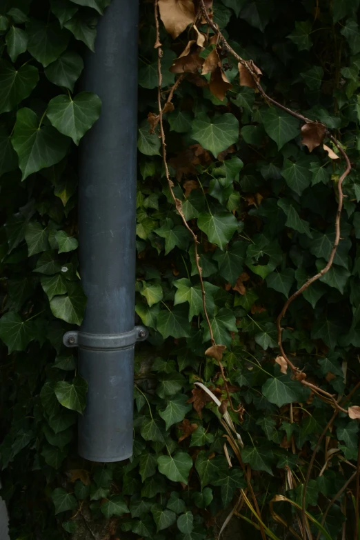 a blue pipe leaning against a tree with green leaves surrounding it