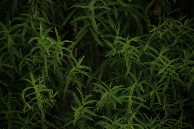 a green plant that is next to some water