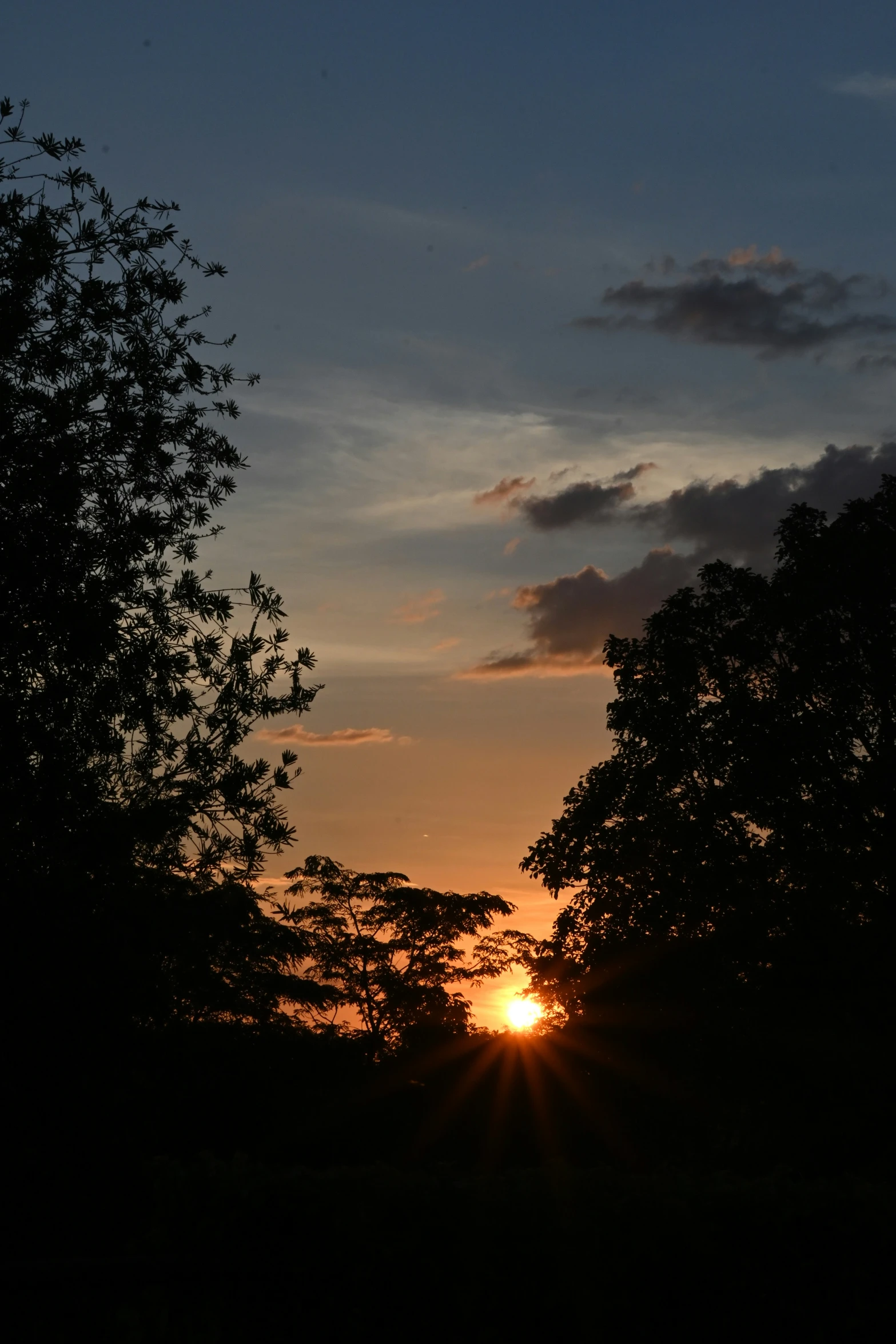 a bright sunset seen through some trees