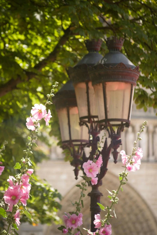 some pink flowers are growing on the corner of a street light