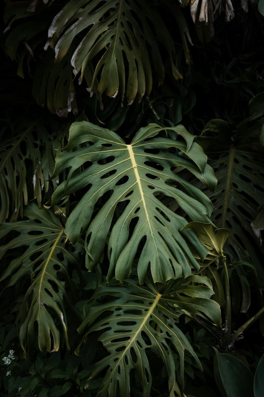 this tropical plant is very large and has lots of leaves
