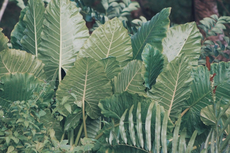 green tropical plants with large leaves next to a tree