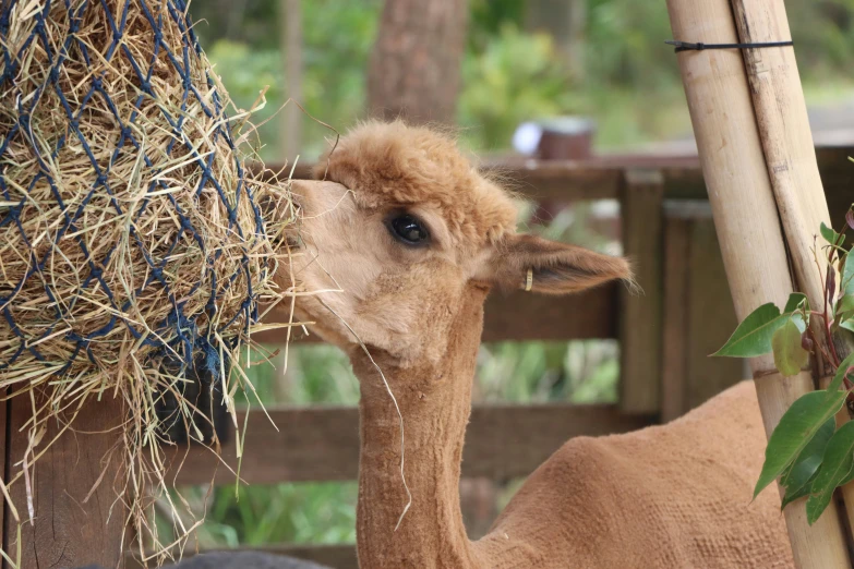 the baby cow is eating out of the straw