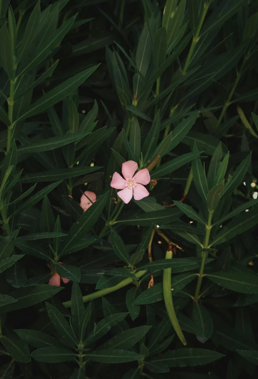 the pink flower is growing on green leaves