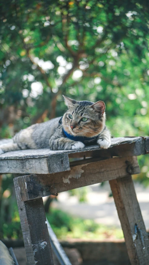 a cat laying on a table in the daytime