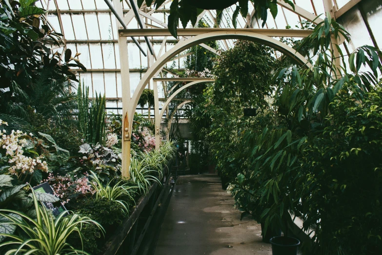 a path in the middle of a variety of plants