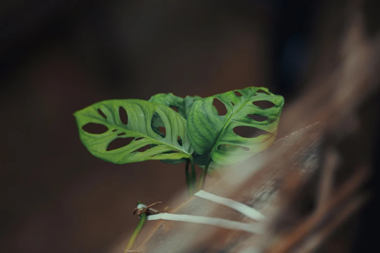 some green leaves have a lot of holes on them