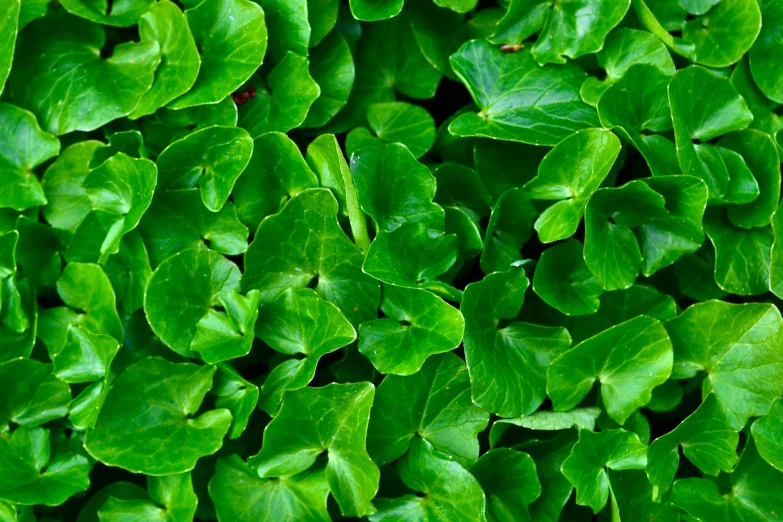 the top view of a very green bush