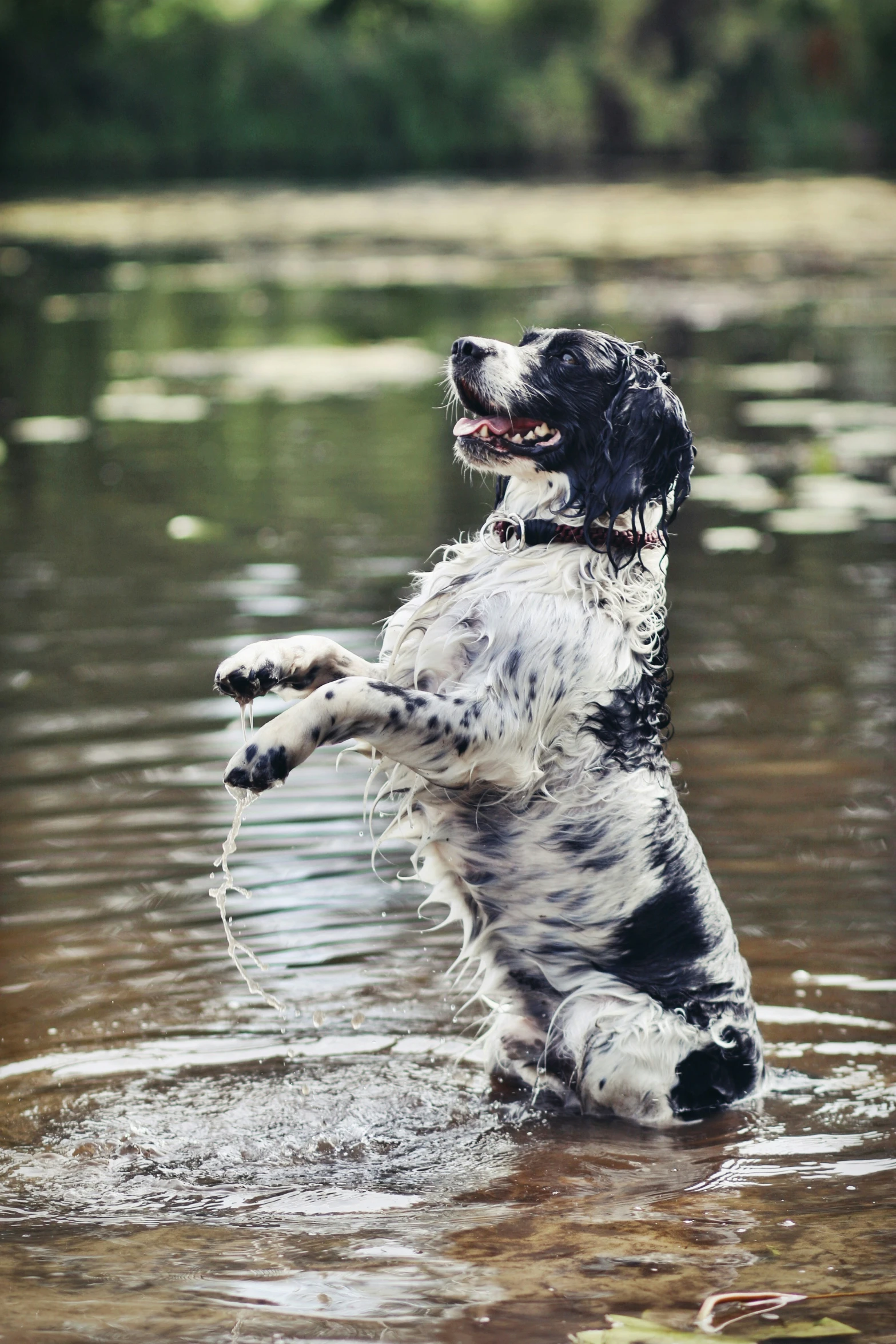 a black and white dog jumping into water
