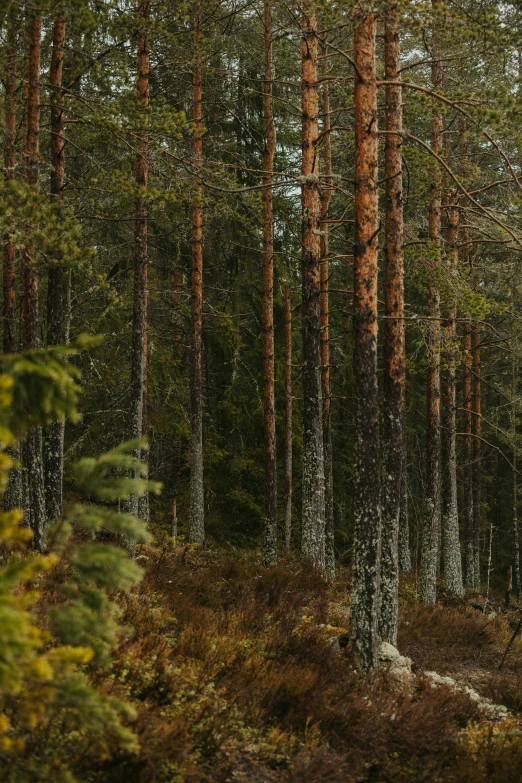 trees stand in the middle of a forest with green grass and shrubs