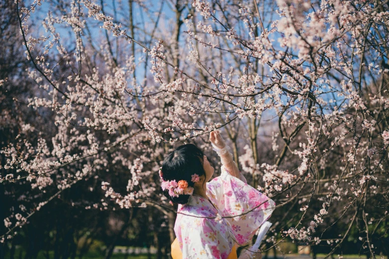 a woman in kimono standing under the cherry tree