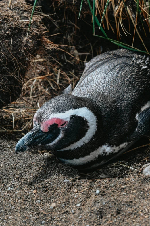 a very cute penguin laying down in the dirt