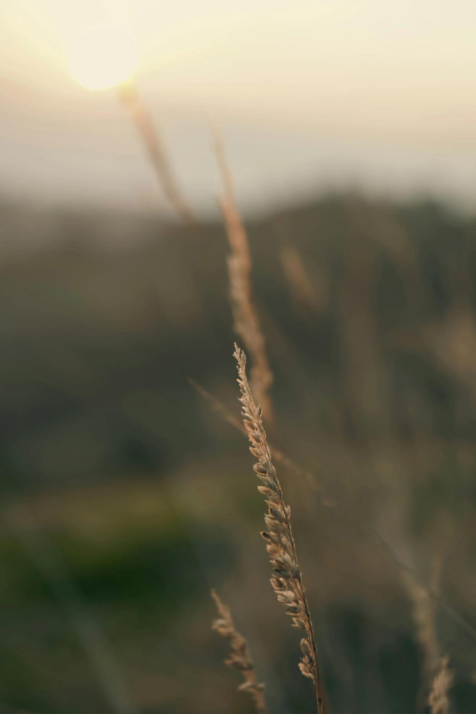 a view of grass on a cloudy day