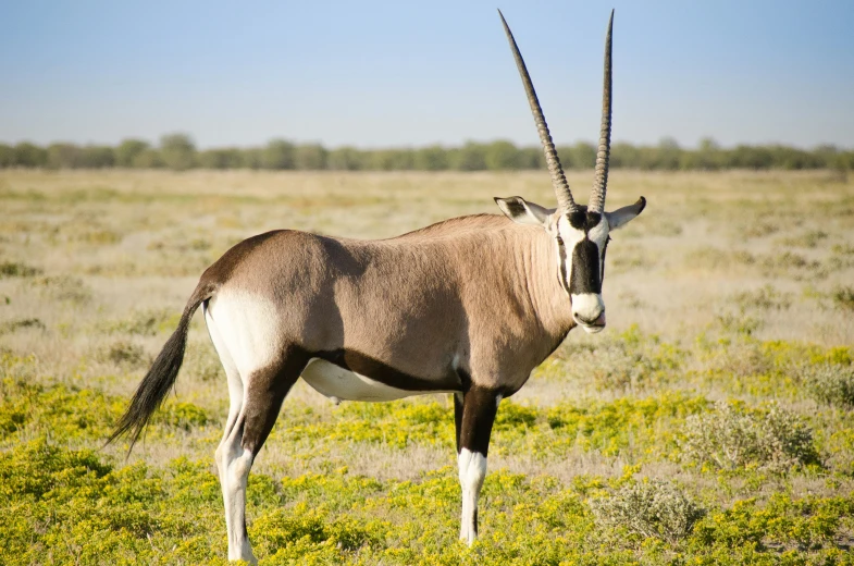 an antelope standing in an empty field with long horns