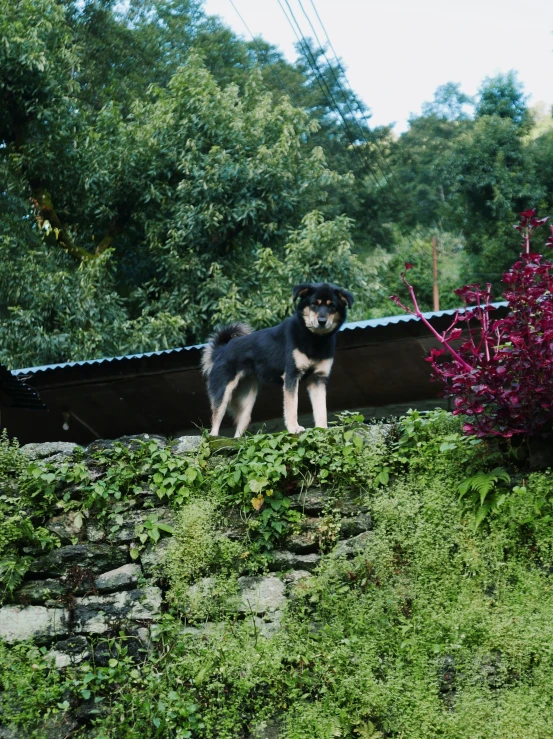 a dog standing on a ledge with flowers