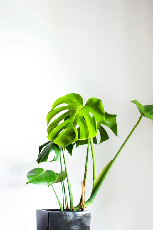 a plant with large leaves sitting in a vase