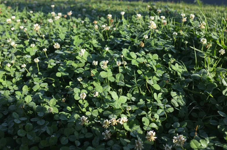 the clover plants in this meadow are all white