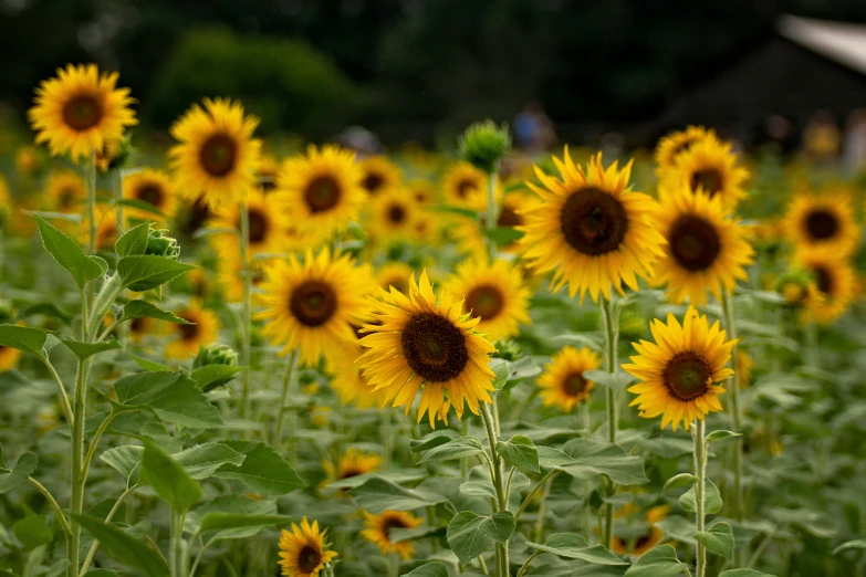 a field full of large sunflowers are shown