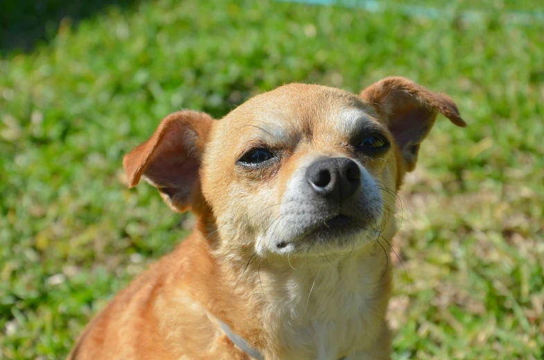 a close up of a small dog with green grass behind it