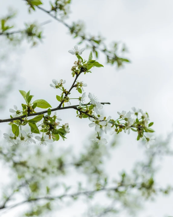 some leaves and flowers on the nches