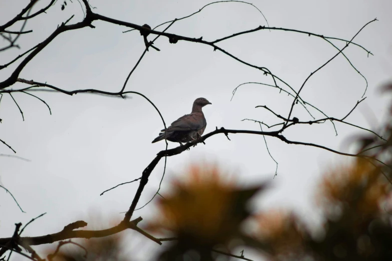 a bird perched on a tree nch looking at soing