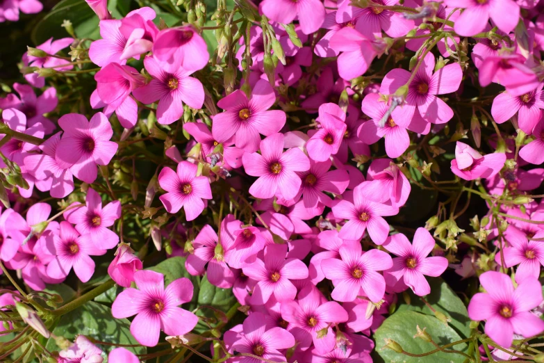 a field with pink flowers and leaves growing