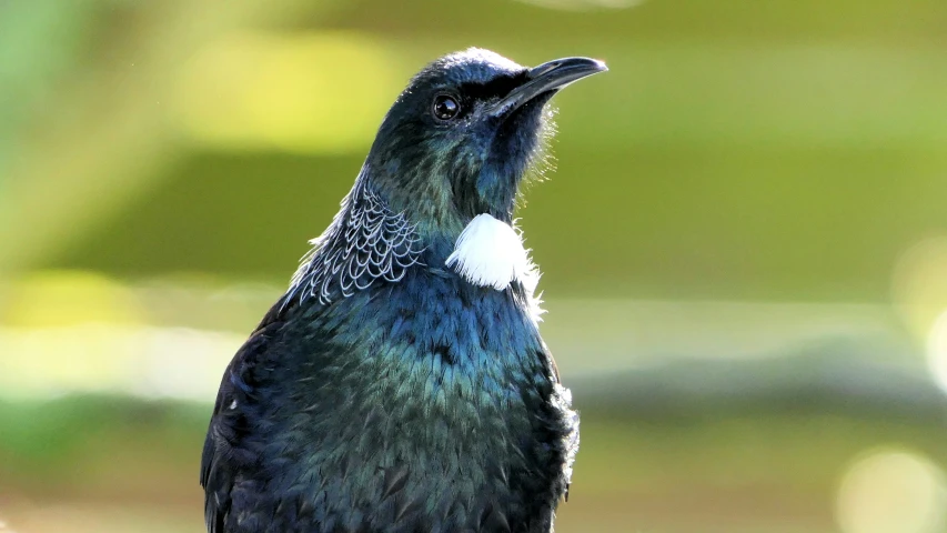 a bird with an unusual neck and white chest sits on a tree nch