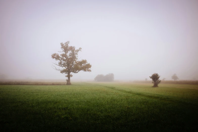 three trees standing in the grass near some fog