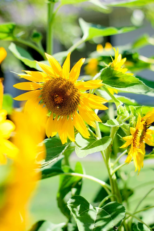 some yellow sunflowers are on display in a field