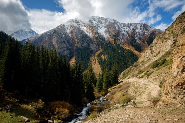 the view of trees and a mountain in the background